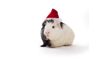 holiday guinea pig