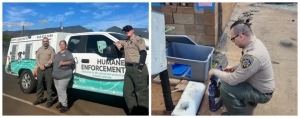 Pasadena Animal Control Officers in Maui
