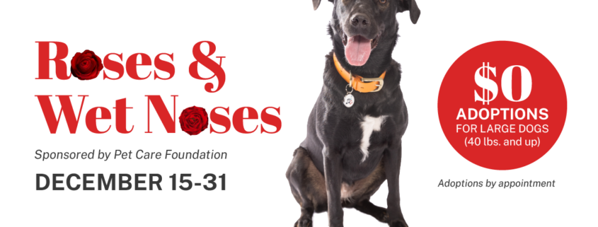 Roses & Wet Noses (Large Dog Adoption Promotion)