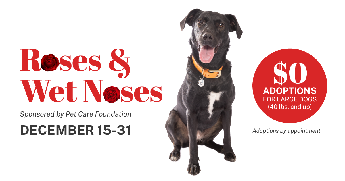 Roses & Wet Noses (Large Dog Adoption Promotion)