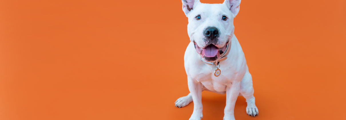 Pasadena Humane Engages in National Pet Preparedness Month