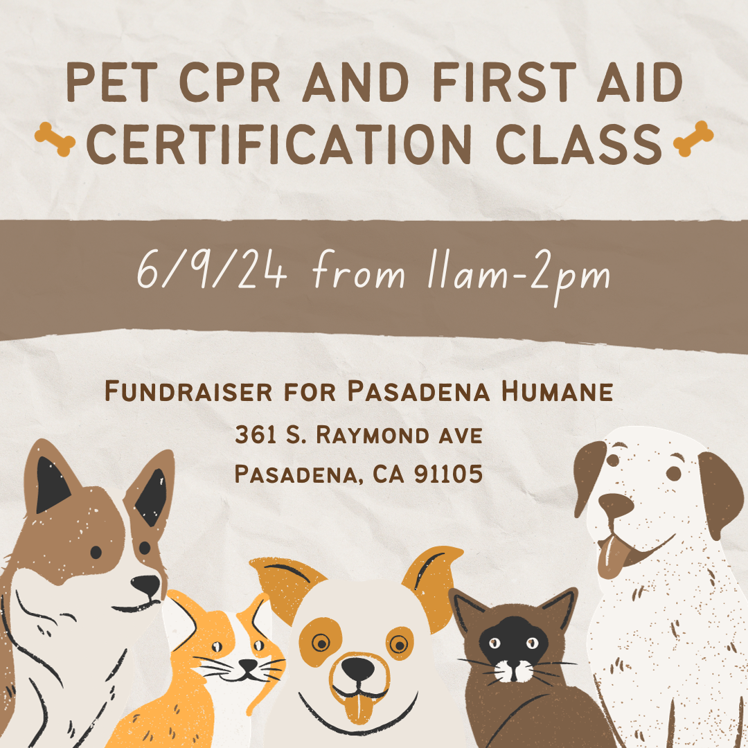 Canine and Feline CPR and First Aid Certification