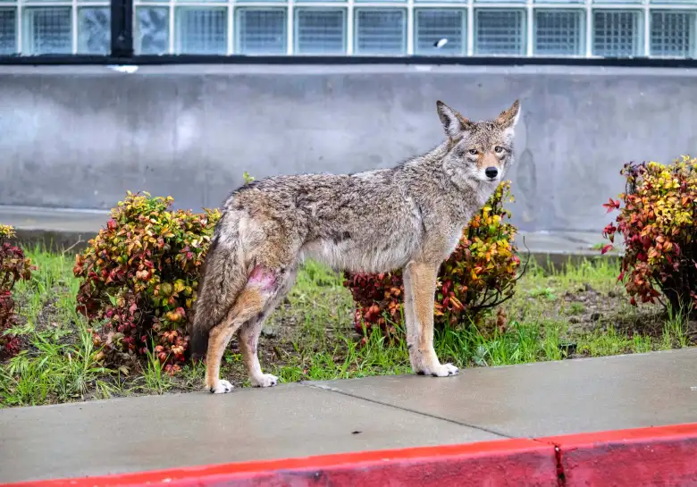 Column: During ‘coyote pupping season’ beware when walking your dog