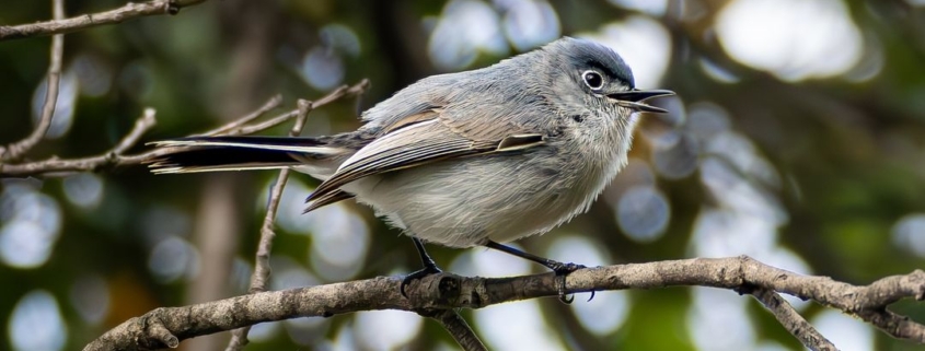 Birding and Naturalist Led Walking Meditation