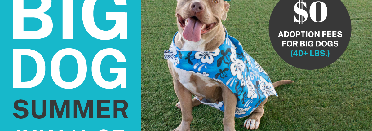 PASADENA HUMANE CELEBRATES “BIG DOG SUMMER” BY WAIVING ADOPTION FEES