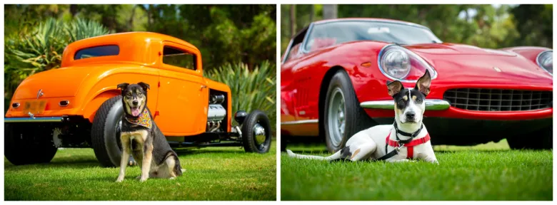 Column: Pasadena Humane’s ‘Waggin’ is a classic at this car show