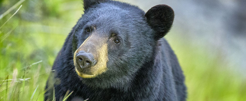 Discover & Learn At Pasadena Humane’s Free Wildlife Day