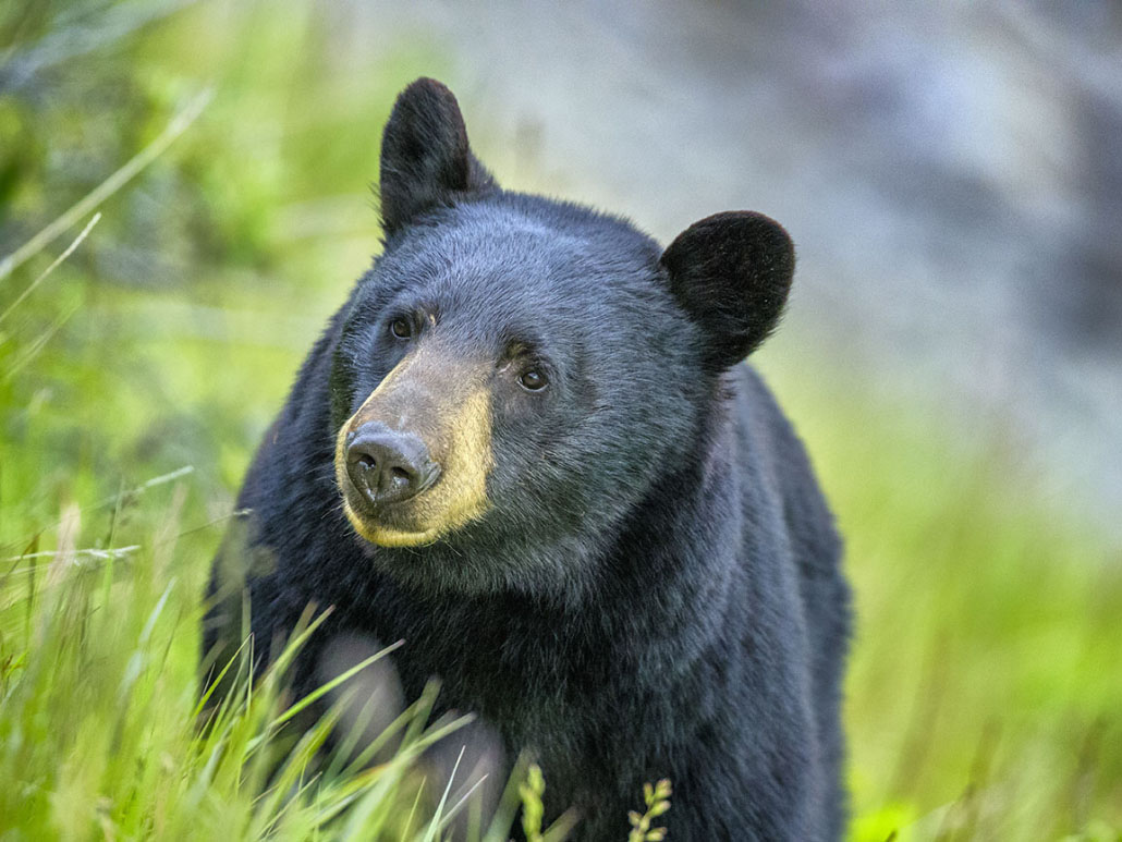 Black Bear