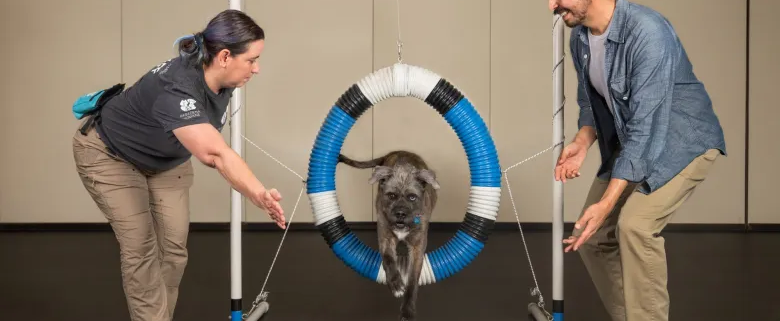 Paws & Play Agility: A Fun Fitness Class for Dogs