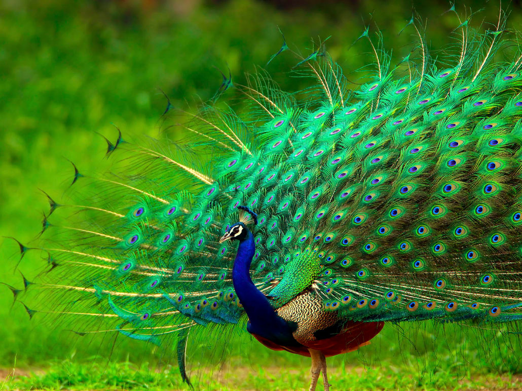 Peafowl