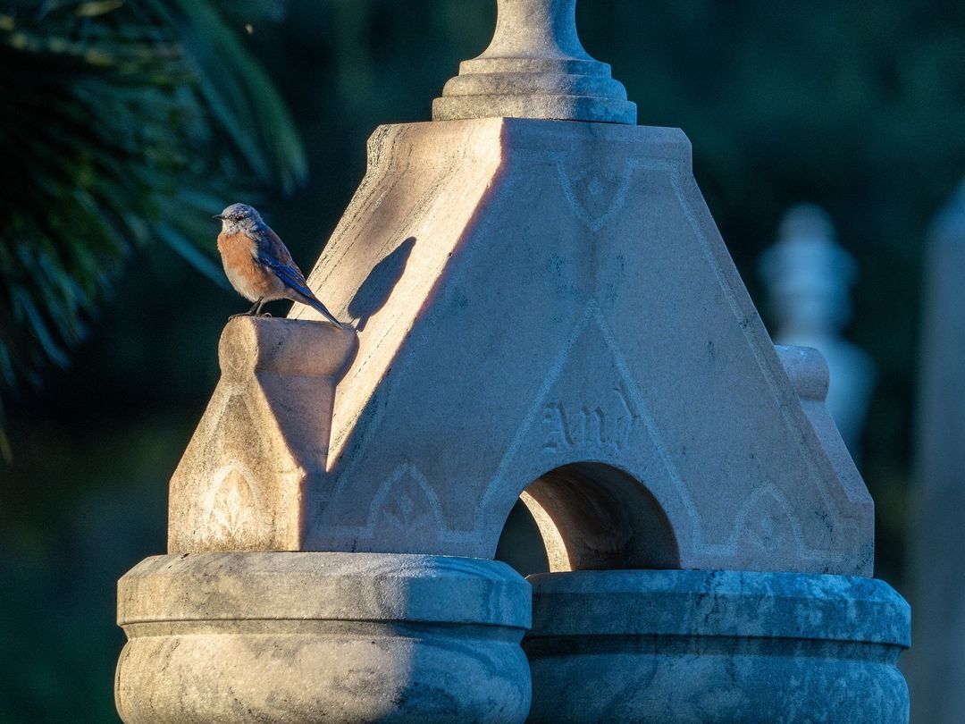 Cemetery Wildlife Walk