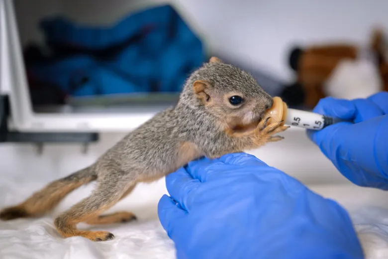 Column: Do you know why squirrels can climb down a tree head-first?