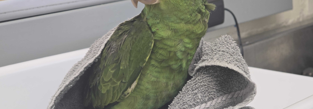 Cruelty to Wild Parrots Being Investigated