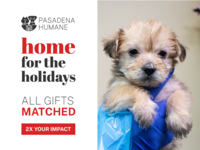 Pasadena Humane | Compassionate Care for Animals Since 1903