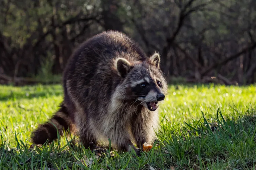 Column: Be a true friend to wild animals. Don’t feed them, and here’s why