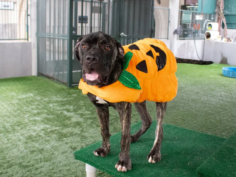 Column: Halloween costumes for dogs or other pets are a treat or tricky