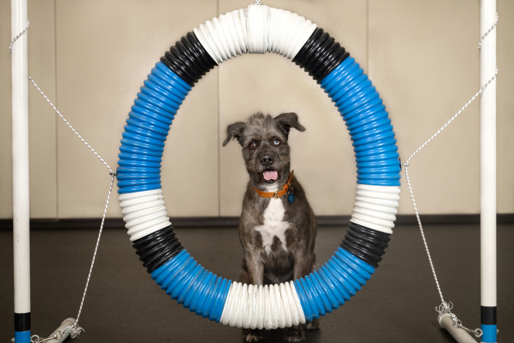 Paws & Play Agility: A Fun Fitness Class For Dogs - Pasadena Humane