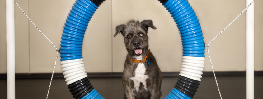 Paws & Play Agility: A Fun Fitness Class for Dogs