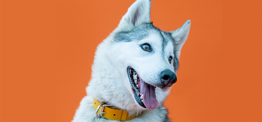 Pasadena Humane Celebrates National Animal Safety & Protection Month