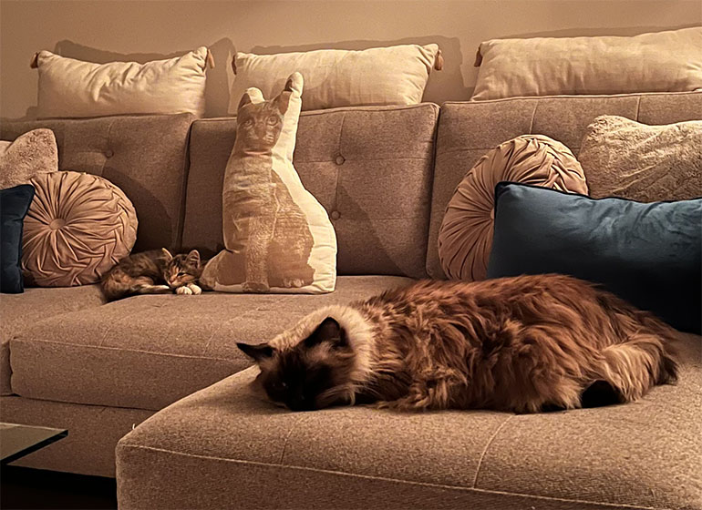 Cats on couch