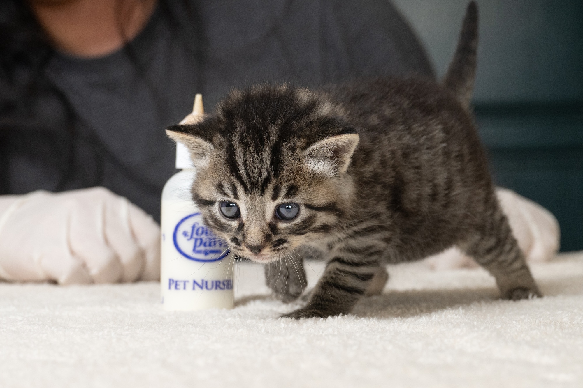 Kitten Shower