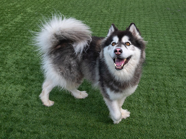 Meet Rocky