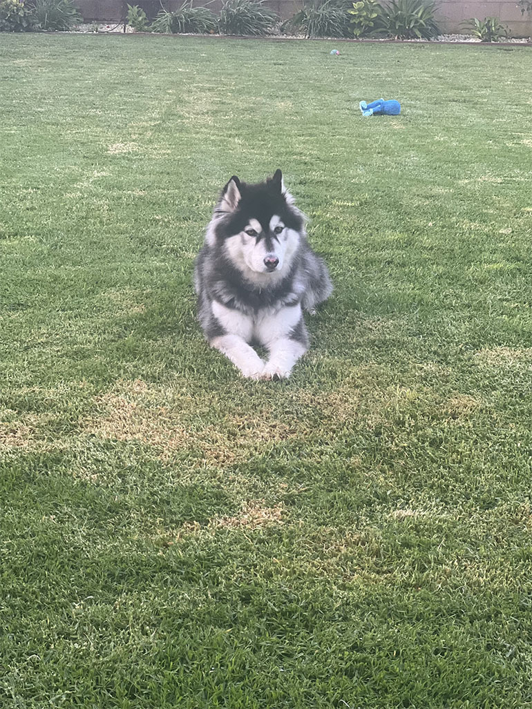 dog