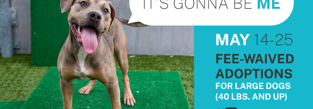 PASADENA HUMANE DOGS SAY “IT’S GONNA BE ME”