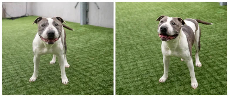 Search for pet-friendly, affordable rent after Eaton fire led to tough choice Search for pet-friendly, affordable rent after Eaton fire led to tough choice