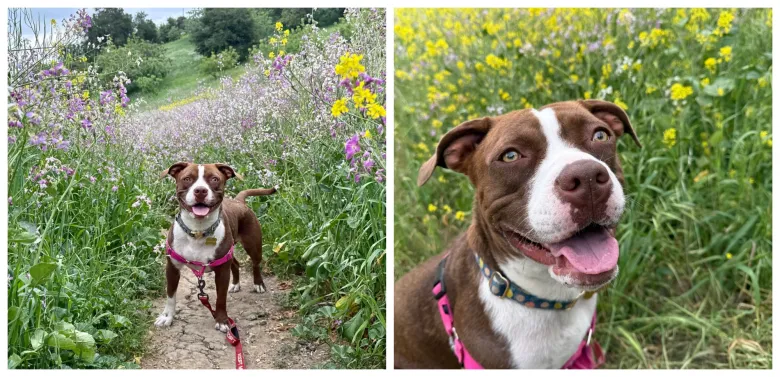 Post-adoption pet resource is key to confident pet ‘parenting’ Post-adoption pet resource is key to confident pet ‘parenting’
