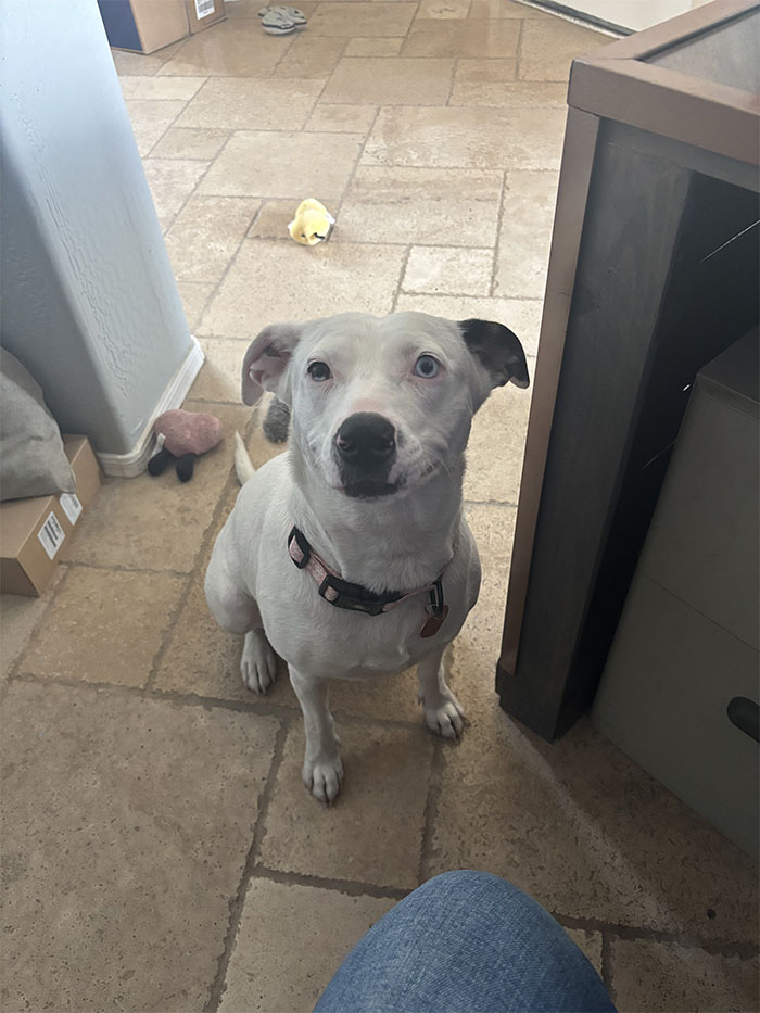 Meet Ember