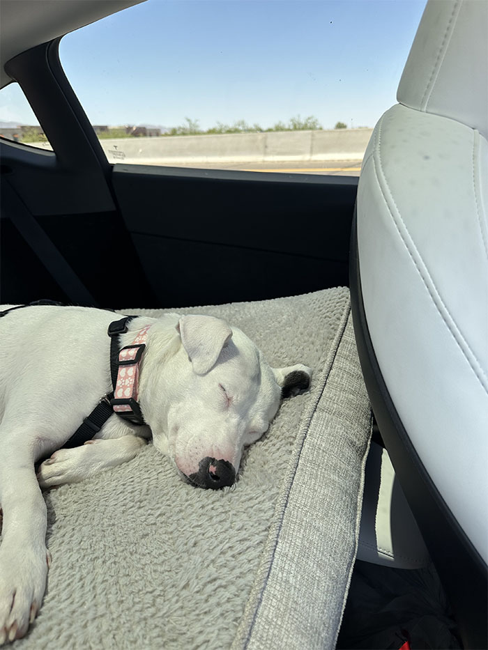 Dog sleeping