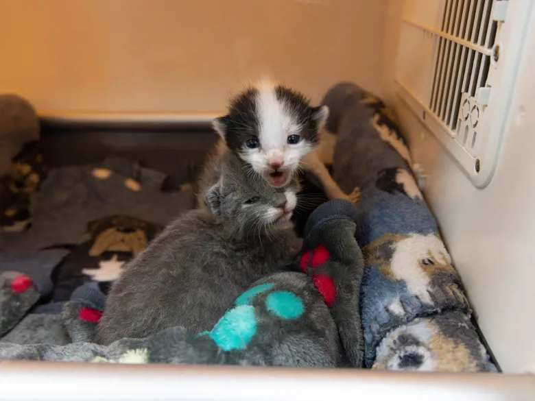 It’s ‘kitten season’ at shelters, volunteers needed to foster them at home It’s ‘kitten season’ at shelters, volunteers needed to foster them at home