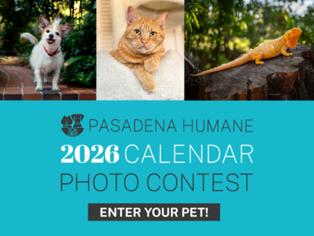 Volunteer - Pasadena Humane