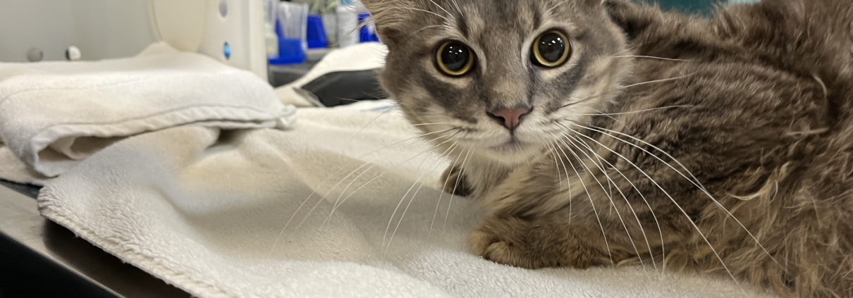 Pasadena Humane Rescues Cats Found In Stolen U-Haul, Waives Adoption Fees To Encourage Feline Adoptions