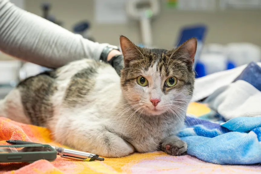 Column: The story of Carrot Cake the cat is a reminder for pet preparedness Column: The story of Carrot Cake the cat is a reminder for pet preparedness