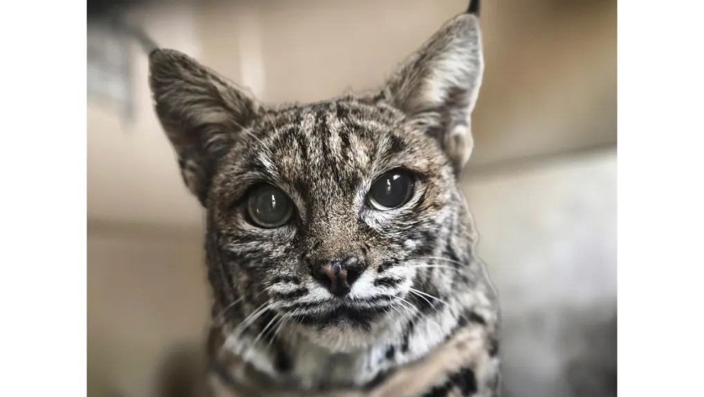 How a rescued Sierra Madre bobcat was nursed back to the wild How a rescued Sierra Madre bobcat was nursed back to the wild