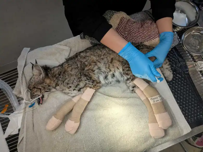 Bobcat treated for burns