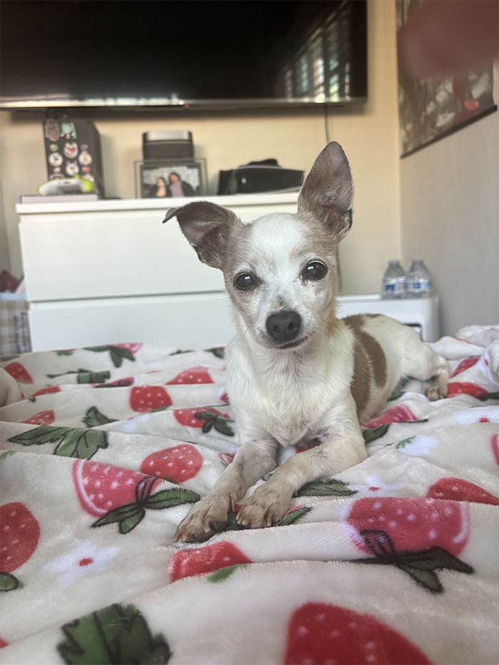 Meet Horchata (Formerly Miss Bean)