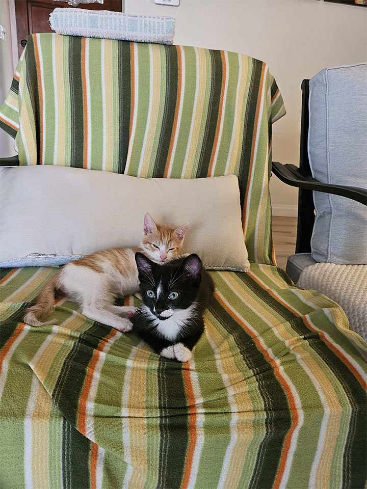 Meet JoJo and Lucy