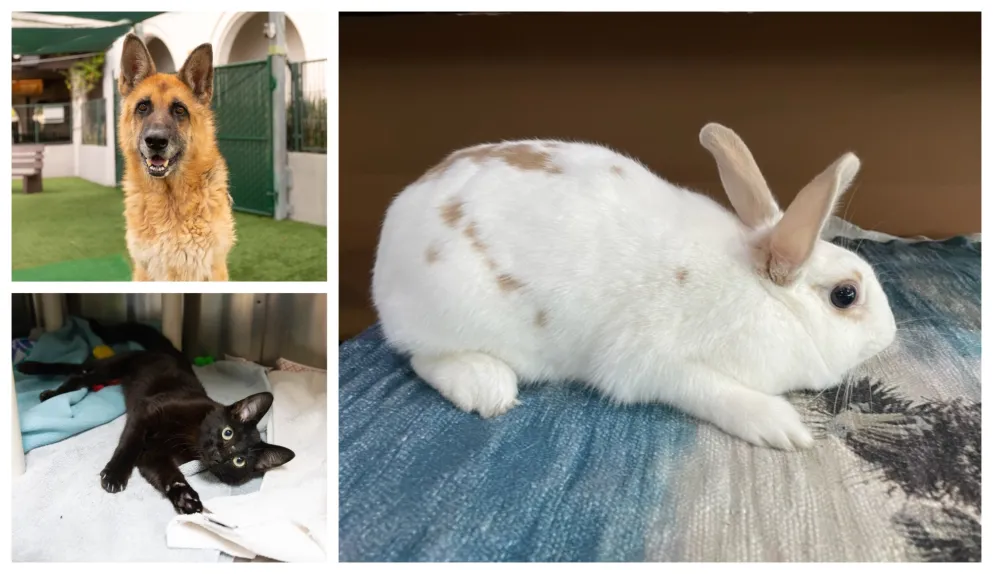 Column: Adoption days are here at Pasadena Humane Column: Adoption days are here at Pasadena Humane