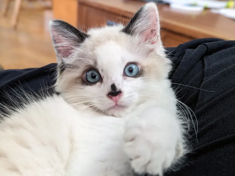 Column: Investment in kitten care can save lives Column: Investment in kitten care can save lives