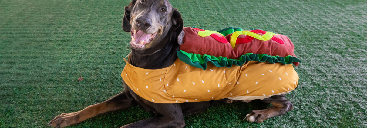 Pasadena Humane Waives Adoption Fees In Summer-Themed Pet Promotion