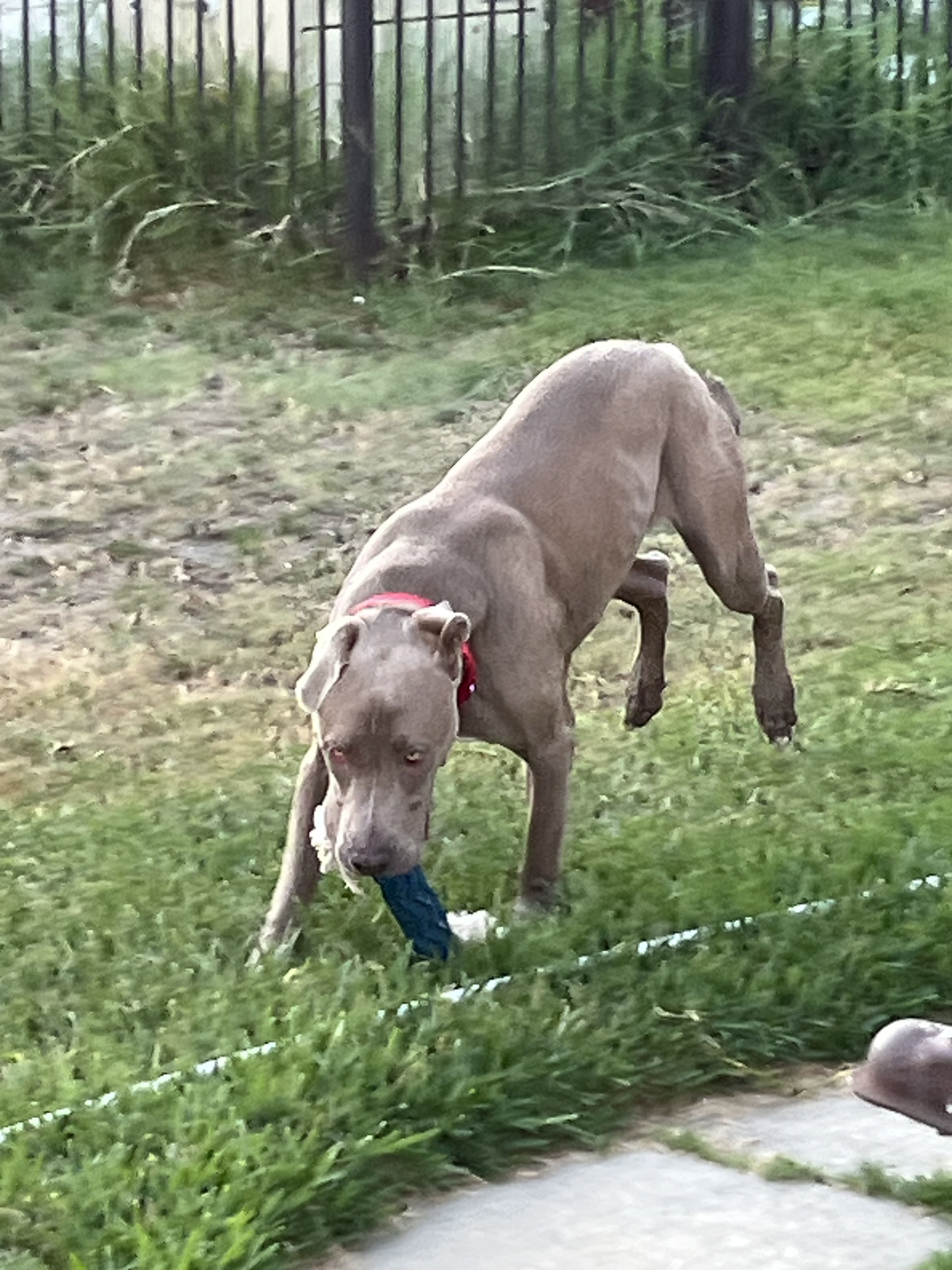 Dog