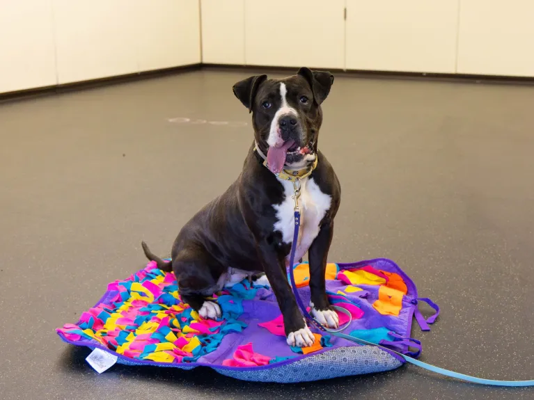 Column: Try the ‘3-3-3’ rule when your newly adopted dog doesn’t settle in at home