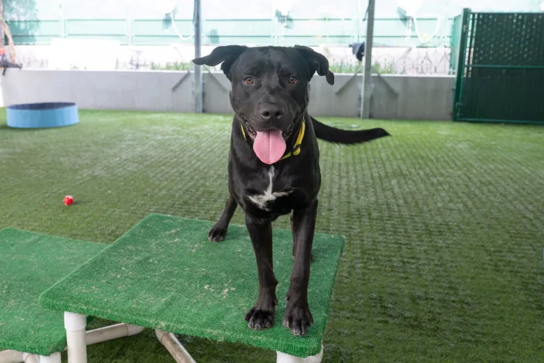 Tips for keeping pets safe, less stressed, in July 4th ‘fireworks’ season Tips for keeping pets safe, less stressed, in July 4th ‘fireworks’ season