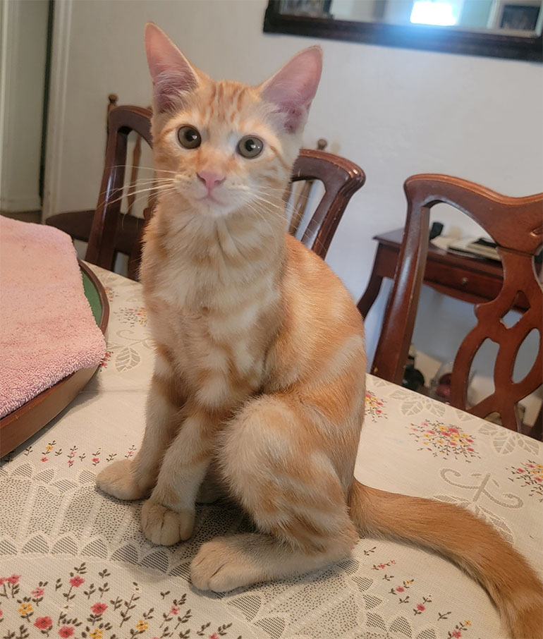 Meet Leo