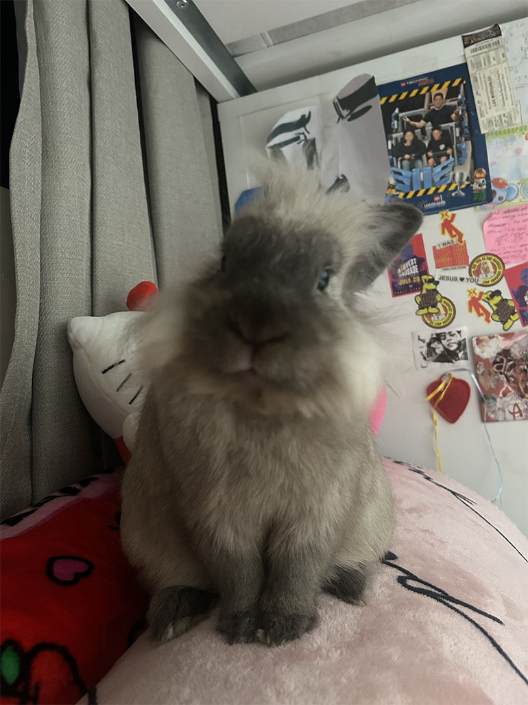 Meet Lewis