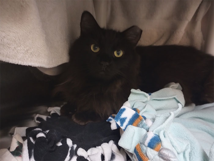 Meet Luca Brazi