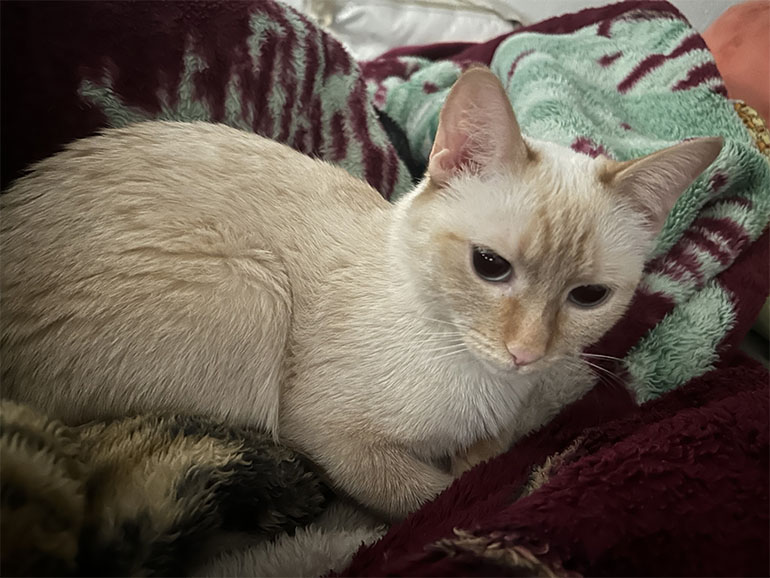 Meet Muffin (formerly Beny)
